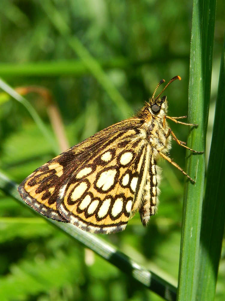 ID farfalla diurna - Heteropterus morpheus